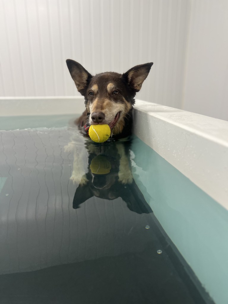 Hydrotherapy Leeds Canine