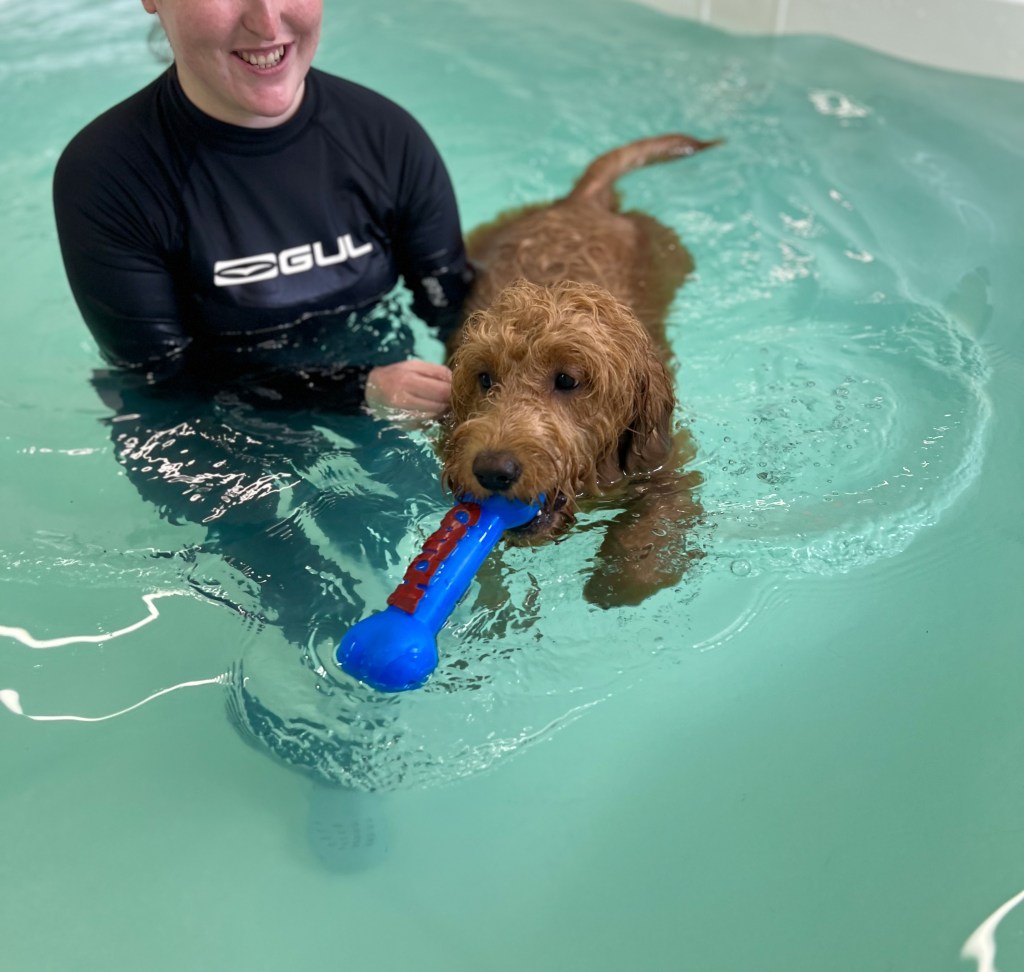 Canine hydrotherapy